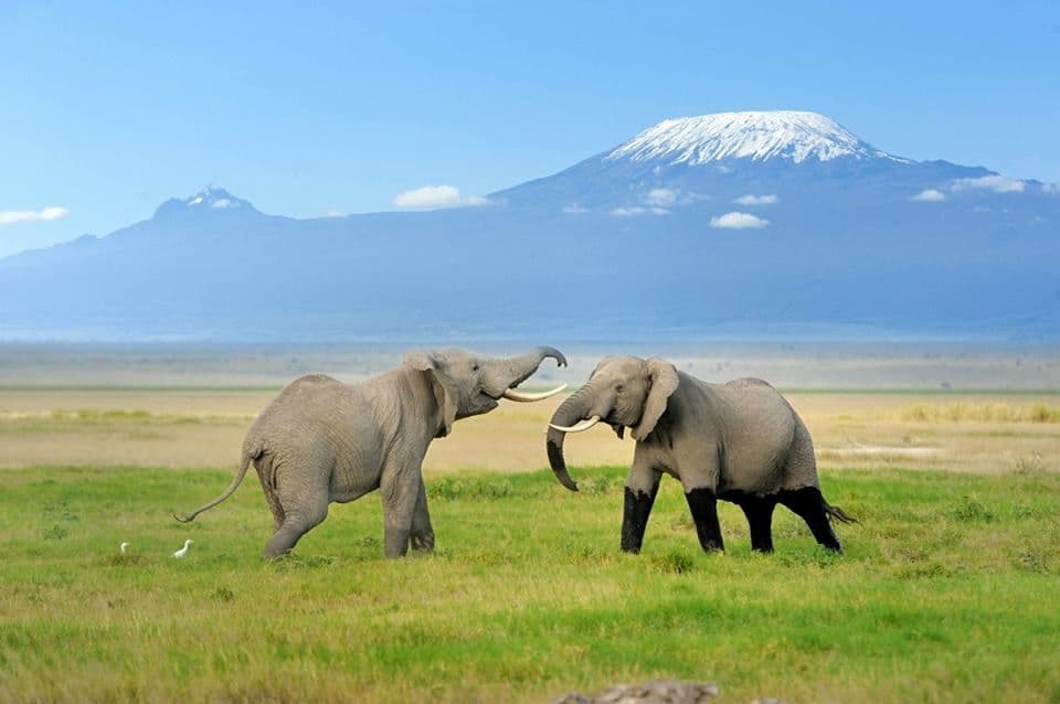 3-Day Amboseli National Park Safari - image 1