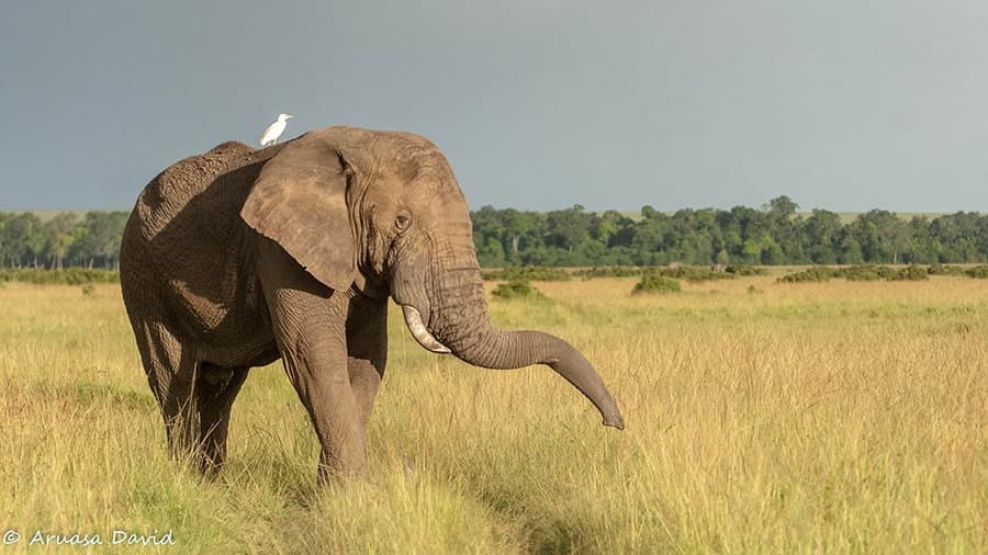5-Day Amboseli, Tsavo West & Tsavo East Drop-off Mombasa - image 1