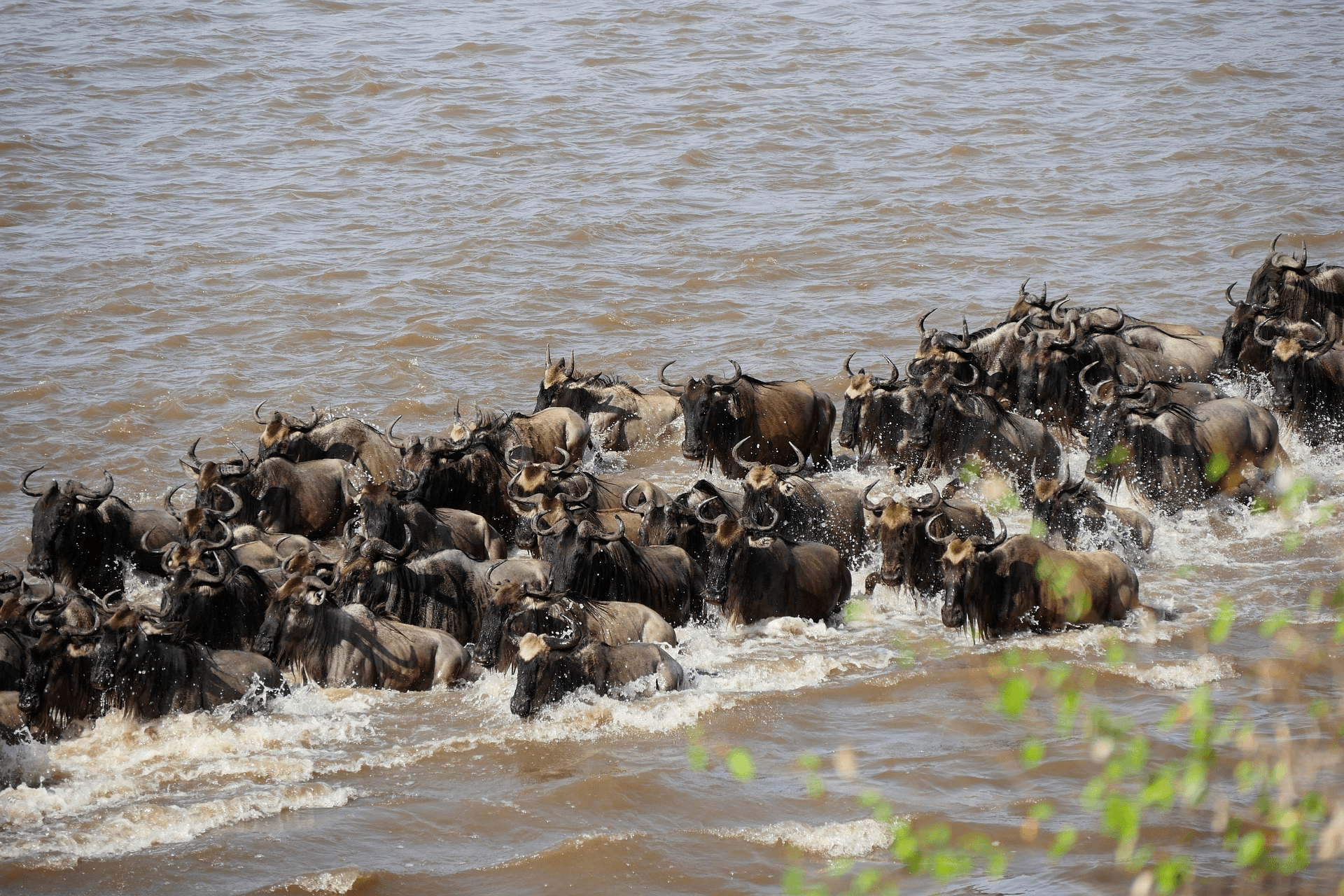 3-Day Masai Mara National Reserve Road Safari Tour - image 1
