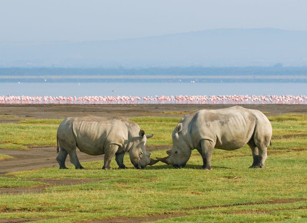 5-Day Nakuru, Naivasha & Masai Mara Safari - image 1